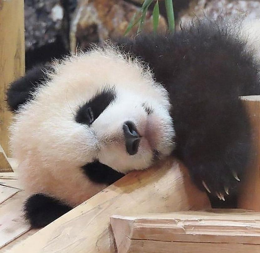 Milzu pandas var tēlot ka ir... Autors: The Diāna Faktu paciņa nedēļas noslēgumam