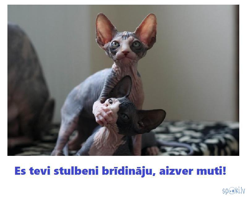 Spoki joko