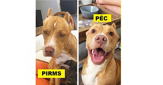 Sirsnīgi: Ģimenes mīluļu bildes PIRMS un PĒC adopcijas no patversmes