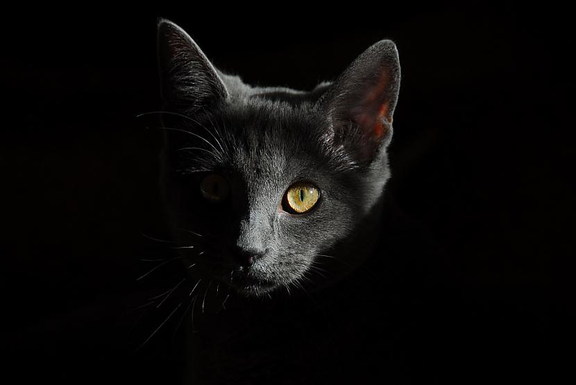 Mans kaķis tika savainots... Autors: Lestets 5 paranormāli gadījumi ar kaķiem
