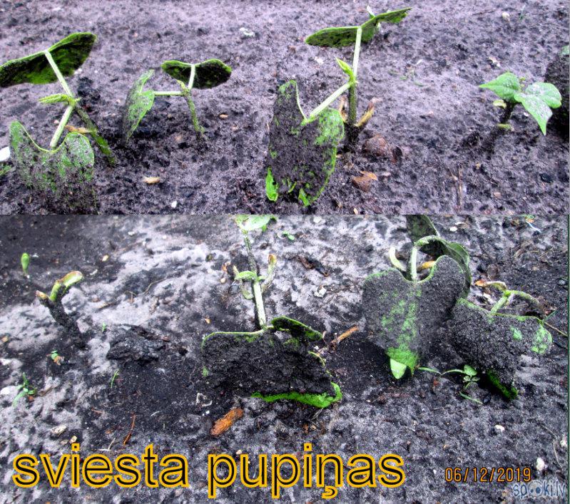 Sviesta pupiņas spēcīgais... Autors: rasiks Vētras pēdas manā pusē