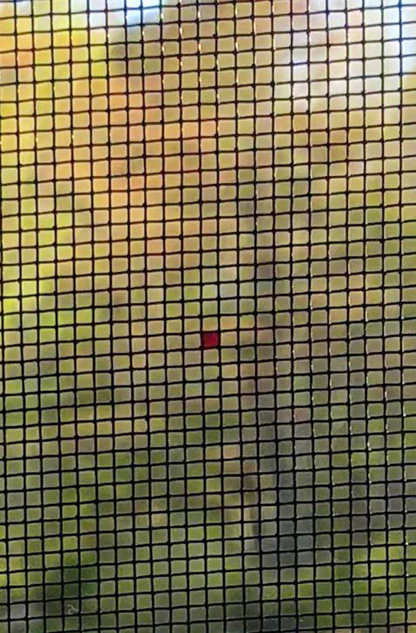 Scaroneit var redzēt... Autors: Lestets Fotogrāfijas, par kurām var nedaudz aizdomāties