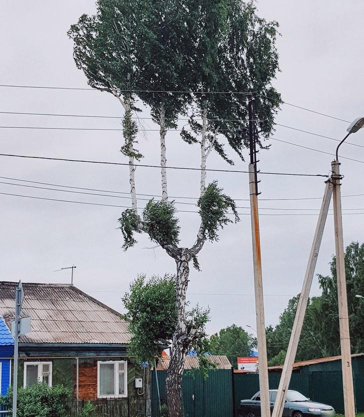 Vienkārscaroni bērzs kaut... Autors: Lestets 20 fotogrāfijas no mūsu pārsteidzošās pasaules