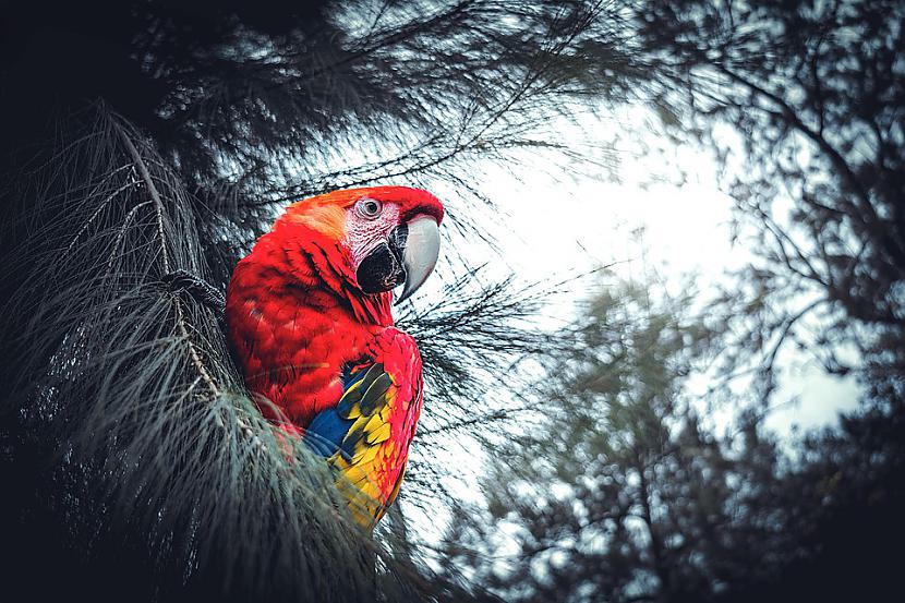 Kāds vīriņscaron lido... Autors: es tēvocis Lecīgais papagailis