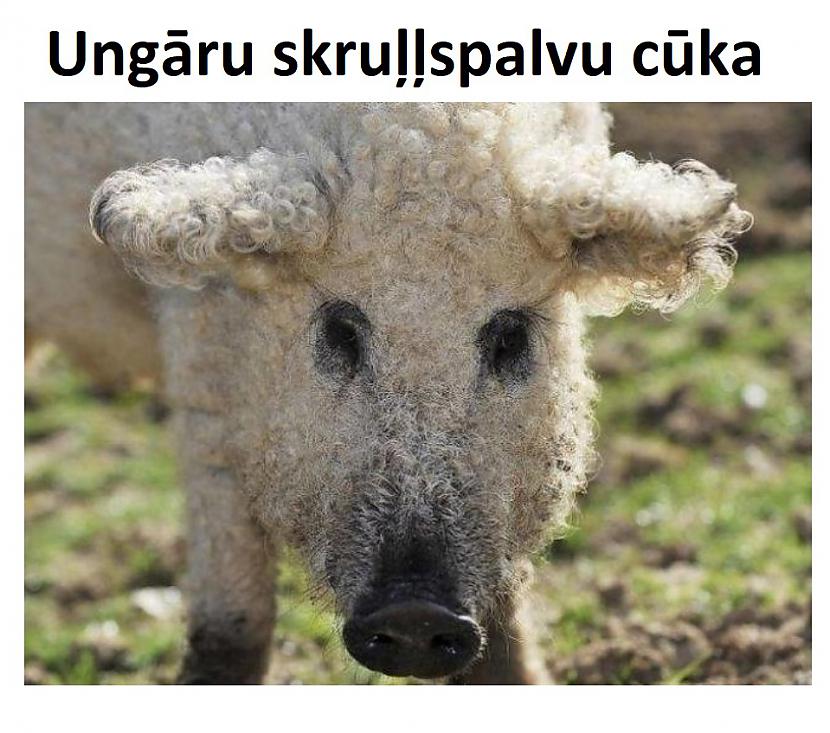 Autors: The Diāna 15 attēli, kuri parāda, ka pasaule ir apbrīnojama vieta