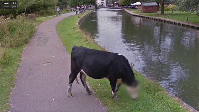 Autors: matilde Foto izlase: Dzīvnieki, kuri netīšām nokļuva «Google Street View»