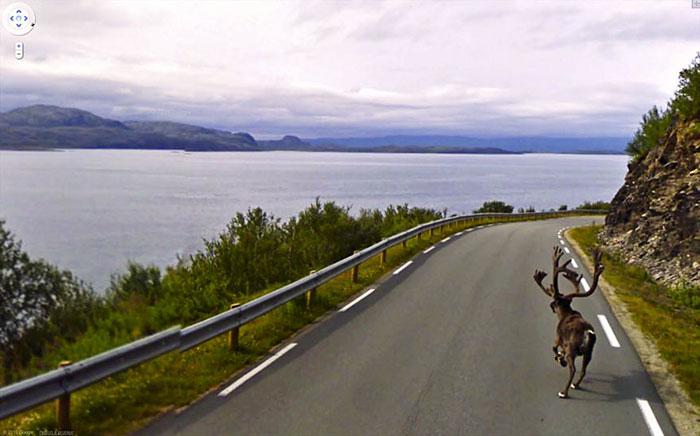 Autors: matilde Foto izlase: Dzīvnieki, kuri netīšām nokļuva «Google Street View»