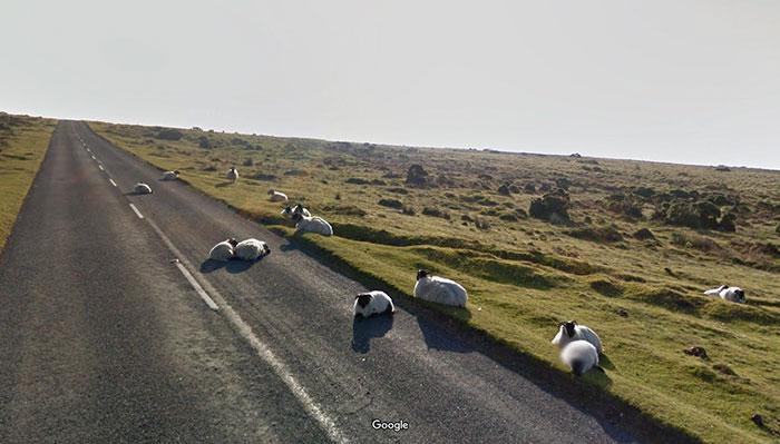 Autors: matilde Foto izlase: Dzīvnieki, kuri netīšām nokļuva «Google Street View»