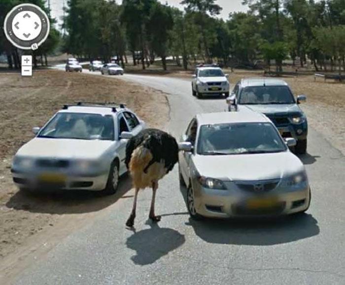 Autors: matilde Foto izlase: Dzīvnieki, kuri netīšām nokļuva «Google Street View»
