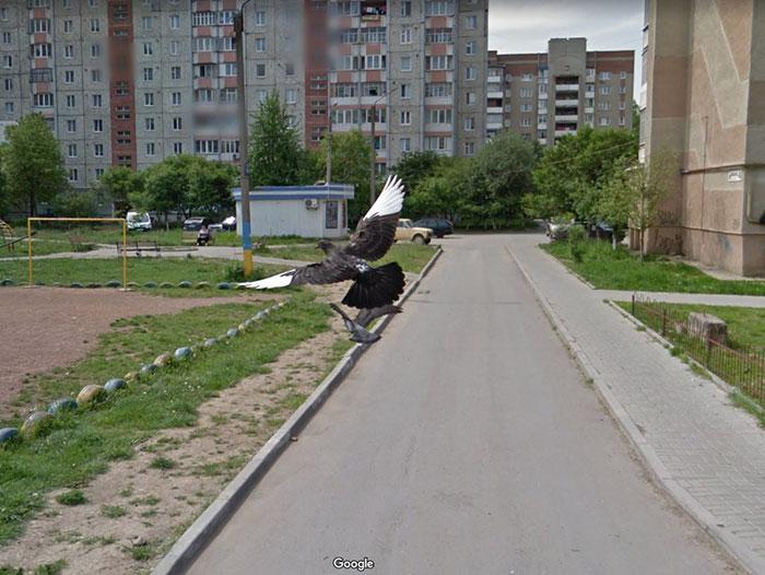 Autors: matilde Foto izlase: Dzīvnieki, kuri netīšām nokļuva «Google Street View»