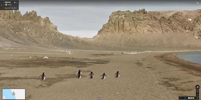 Autors: matilde Foto izlase: Dzīvnieki, kuri netīšām nokļuva «Google Street View»