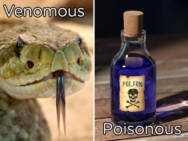 Autors: Tarakāns69 Tik mulsinoši