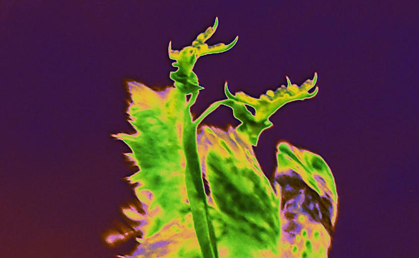 Autors: Strāvonis 5G apokalipse