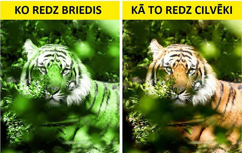 Tīģera krāsaKā gan tīģeris... Autors: Lestets 10 šķietami kļūdainas dzīvnieku adaptācijas, kas patiesībā ir ļoti atjautīgas