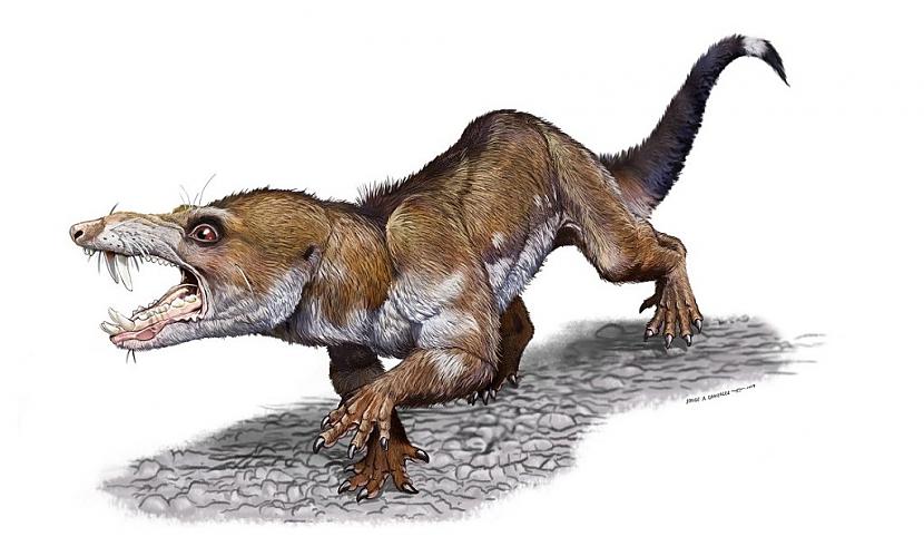 Paleontologi nesen ir... Autors: Lestets Zinātnieki atklāj aizvēsturisku sugu, kas ir identiska Leduslaikmeta Skretam