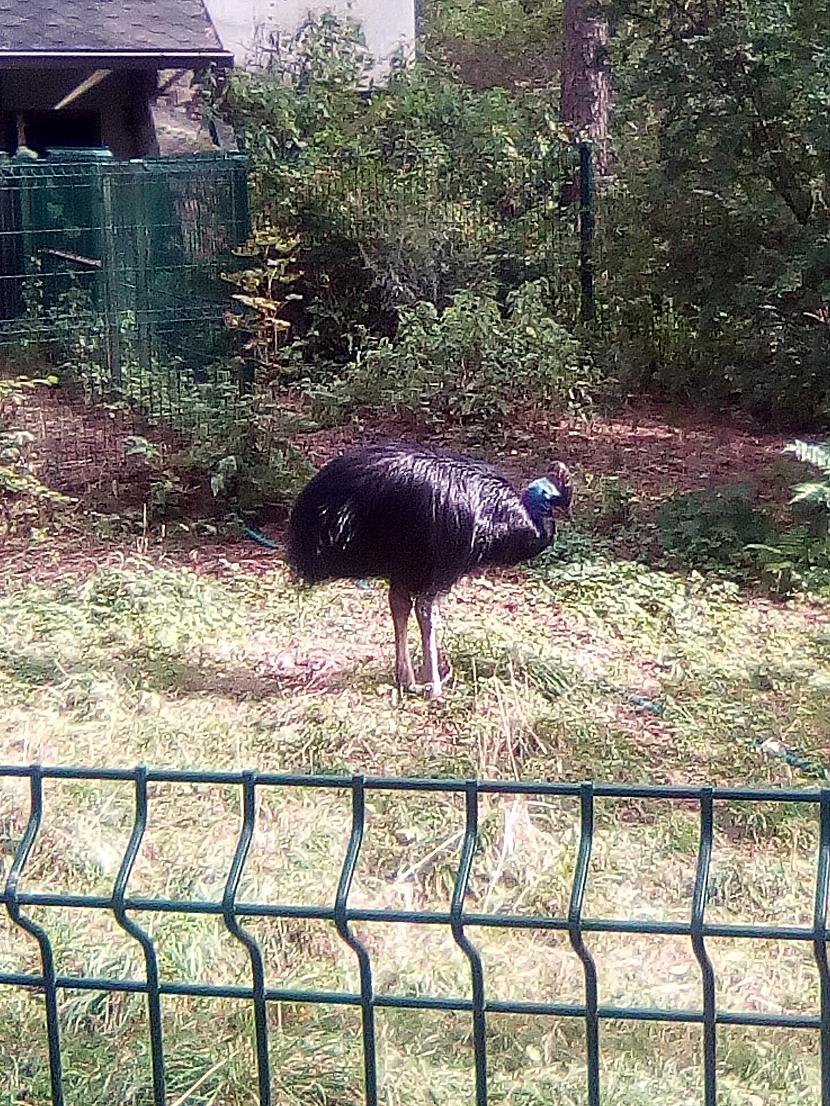 Autors: Drakonvīrs Atkal Rīgas zooloģiskajā dārzā..
