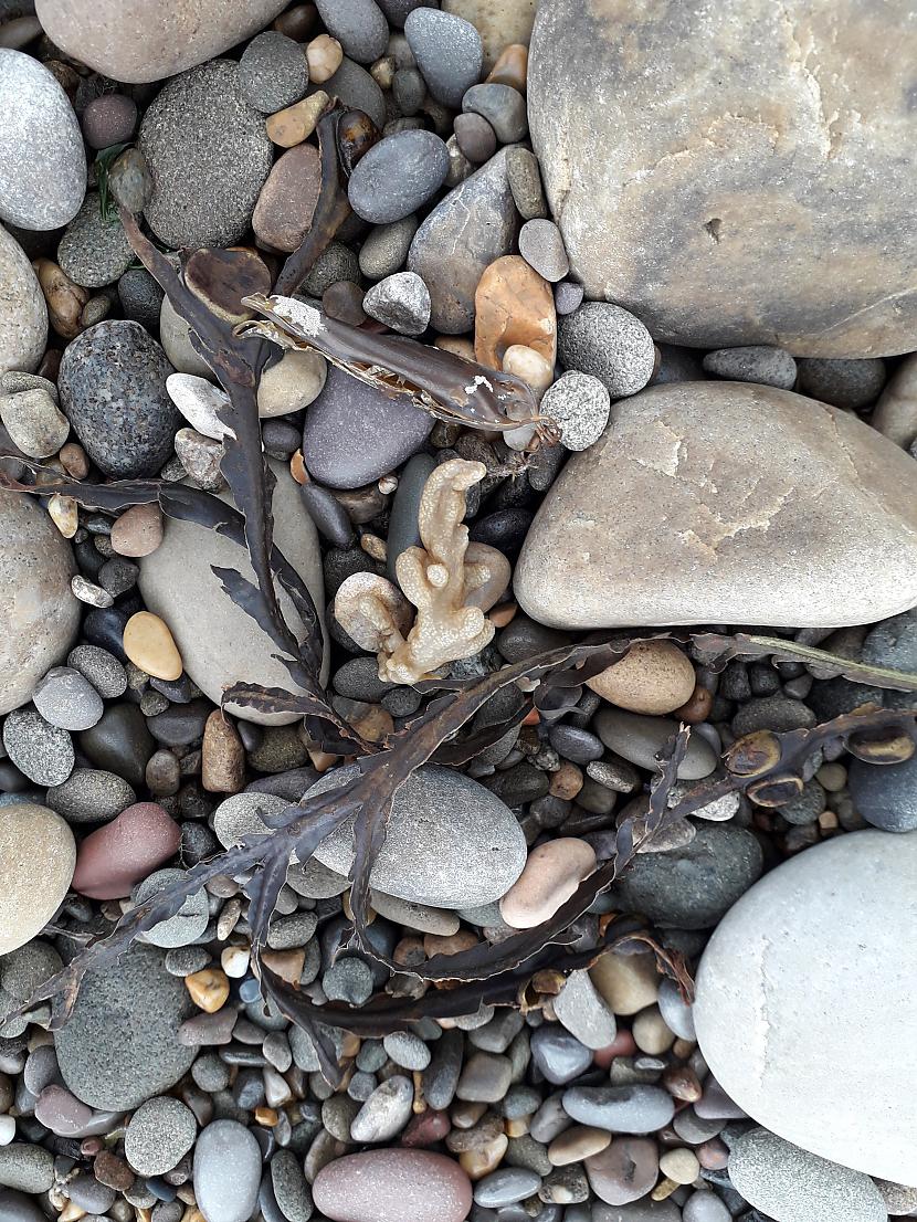 Autors: Griffith Dunraven Bay, Velsa, 7. septembris. 1/2 daļa.
