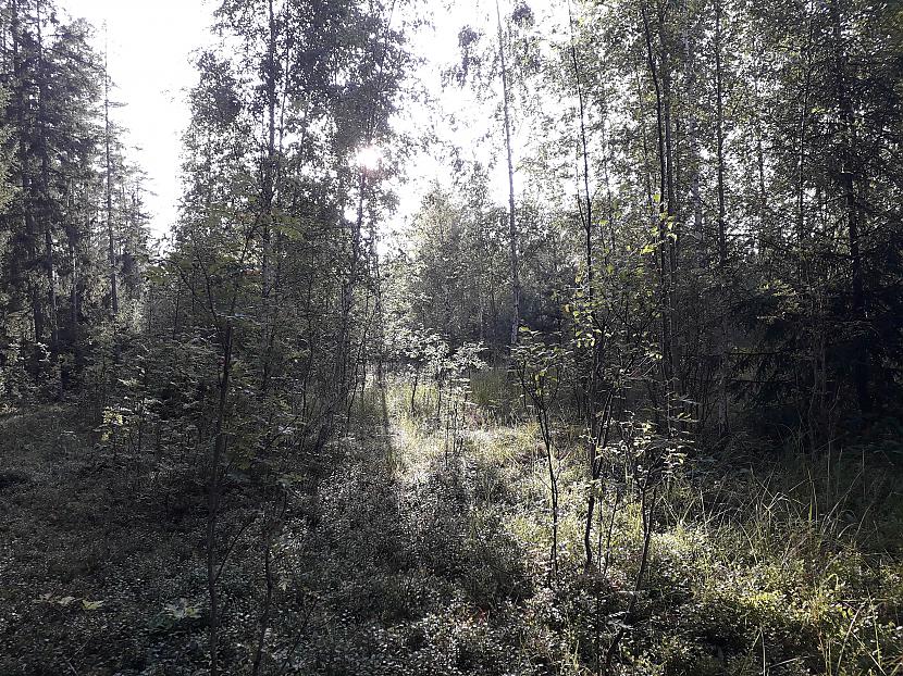 Autors: Griffith Atvaļinājums - 26. augusts, 2019. 2/2 daļa.