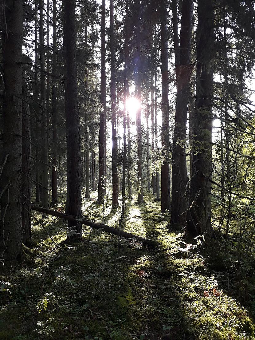 Autors: Griffith Atvaļinājums - 26. augusts, 2019. 2/2 daļa.