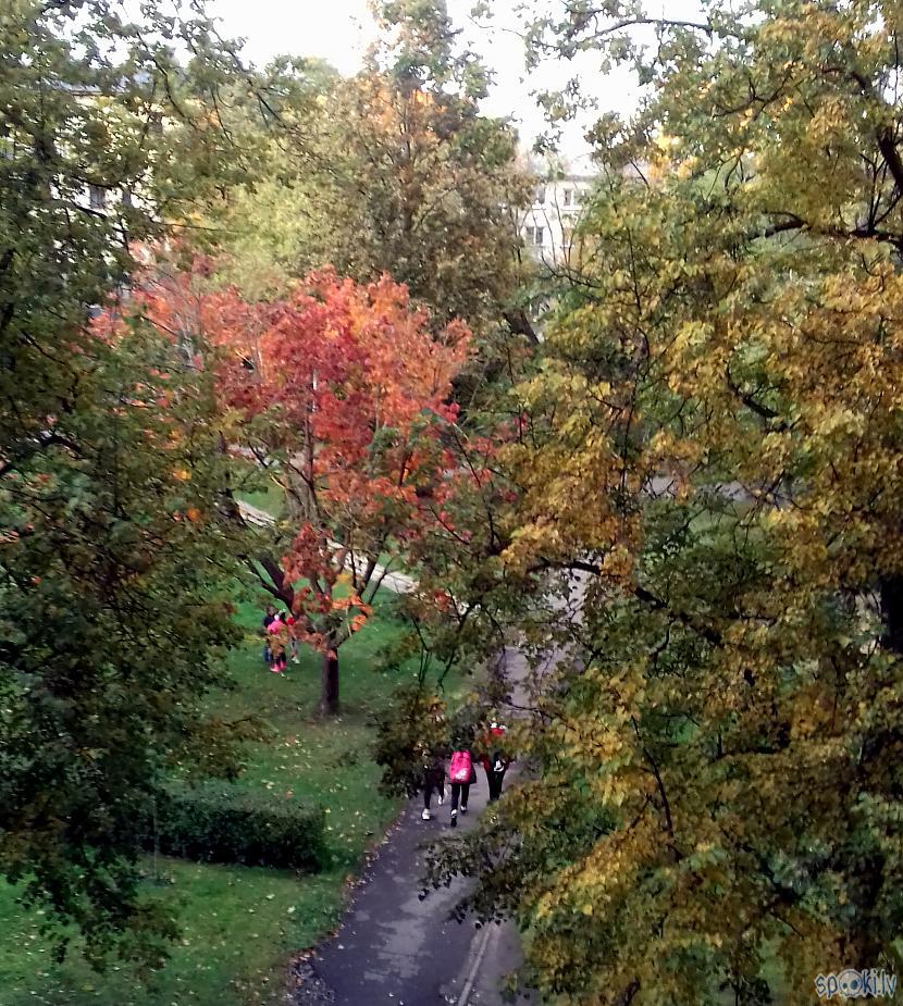 Vēl viena kļava pagalmā tik... Autors: rasiks Svarīgi jaunumi