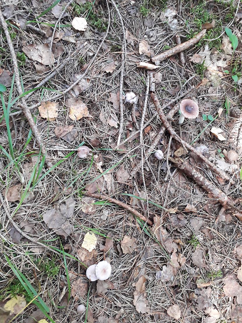 Autors: Griffith Atvaļinājums - 27. augusts, 2019, 2/2 daļa.