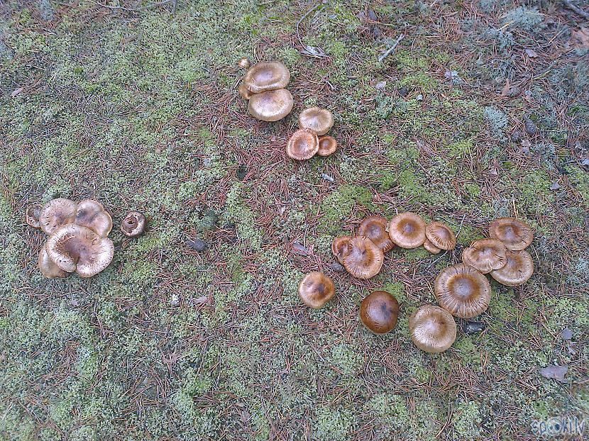 Sēnes milzīgajā platība... Autors: ezkins Pie jūras dzīve mana, jo kāpt gribu kalnā visaugstākā...