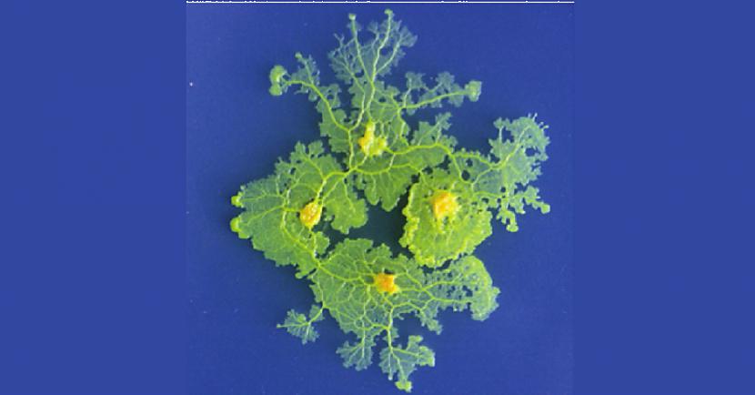 nbspLai arī izskatās ka tas... Autors: Lestets Neparasts organisms ar 720 dzimumiem, kas var sevi izārstēt