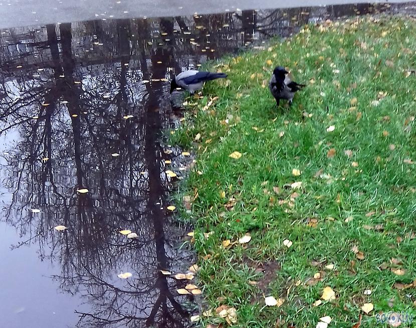 Draudzenes mazliet kautrējas... Autors: rasiks Fotosesija ar vārnu