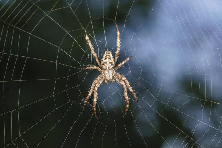 ZirnekļiPatiess scaronausmu... Autors: StāvNoVakardienas Dīvainas lietas, kas kritušas no debesīm