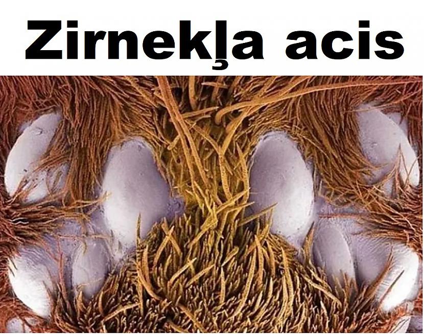 Autors: The Diāna Mikroskopa uzņēmumi, kurus mēs negribētu redzēt (26 attēli)