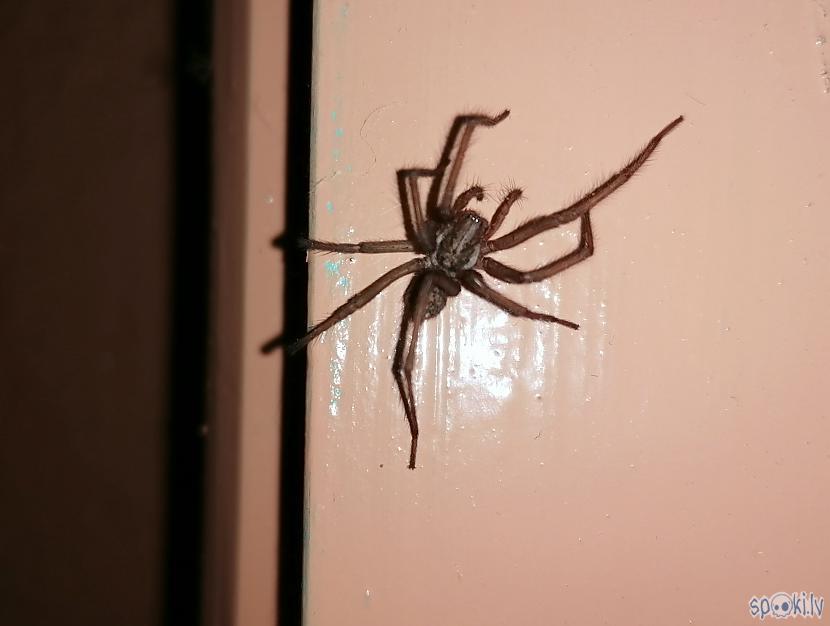 Un mājas sargs ciescaroni... Autors: rasiks Laika apstākļu nianses bildēs