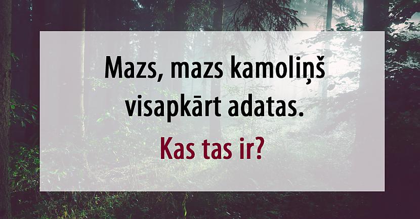 Vai spēsi atminēt šīs mīklas par meža zvēriem?