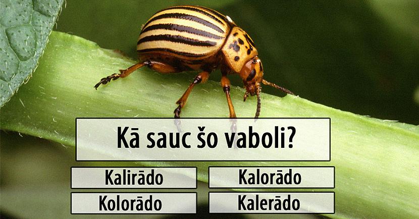 Tests: Tu esi tīrs pilsētnieks vai tomēr mazliet lauku cilvēks?