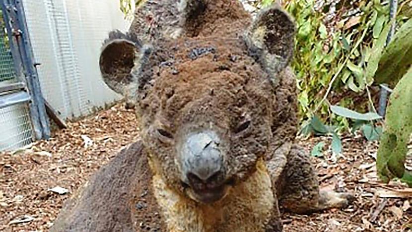 Autors: Pendragons13 Ļoti skumji attēli no Austrālijas meža ugunsgrēkiem