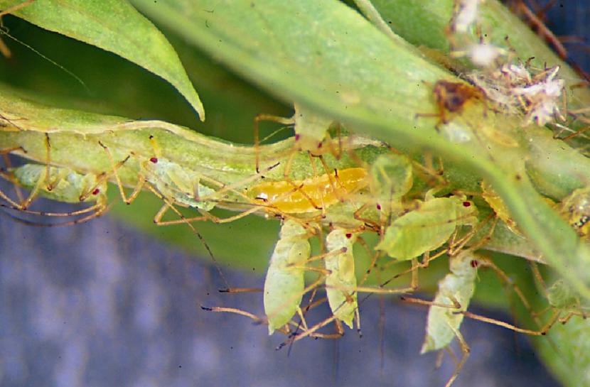 PangodiņscaronLīdzīgi kā... Autors: Lestets 10 kukaiņi, kurus mums nevajadzētu nogalināt