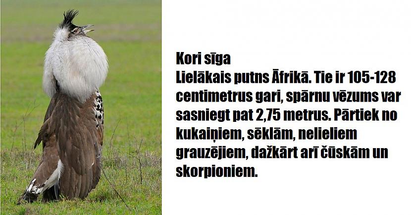 Autors: The Diāna 16 apbrīnojami dzīvnieki, kurus radījusi Māte Daba