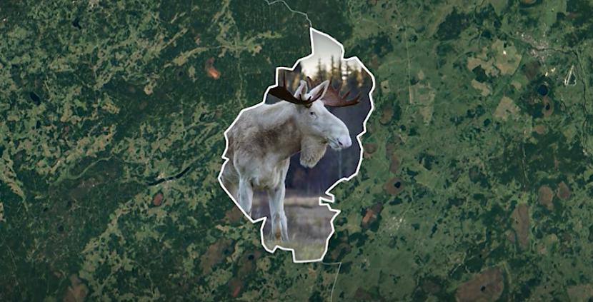 Unikālo sugas pārstāvi... Autors: matilde Video: Viļakas pusē mīt ārkārtīgi rets meža iemītnieks - balts alnis