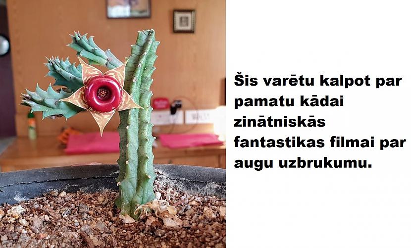 Autors: The Diāna 20 attēli, kas izskatās viltoti, bet ir īsti