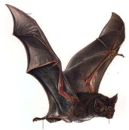 daudzos mītos un leģendās... Autors: UndeadCrabstick interisanti fakti par... Vampīriem!!!