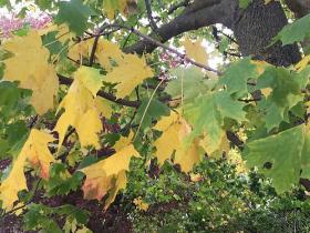 Tree leaves flutter in the wind