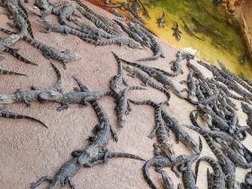 Everglades - Aligatori, brauciens ar amfībiju un Floridas dabas skaistums
