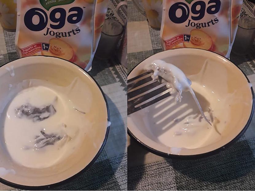 Attēlu rezultāti vaicājumam “jogurtā pele”