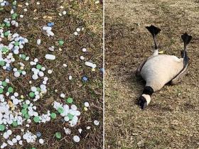 Zoss, kura pārdozēja parkā pamestus cilvēku medikamentus