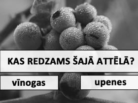 Vai vari atpazīt šos augļus, ogas un dārzeņus, ja neredzi to patieso krāsu?