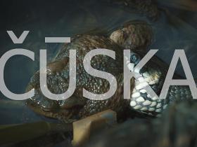 Čūska pret vardi, snake vs frog / dabas bērns