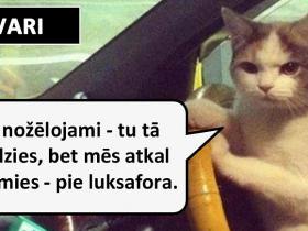 Lūk, kā automašīnu vada dažādas zodiaka zīmes