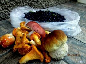 Pirmās meža veltes 2019