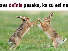 20 rēcīgas memītes par ikdienišķām situācijām ar dzīvniekiem galvenajā lomā
