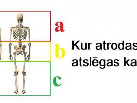 Anatomijas tests iesācējiem
